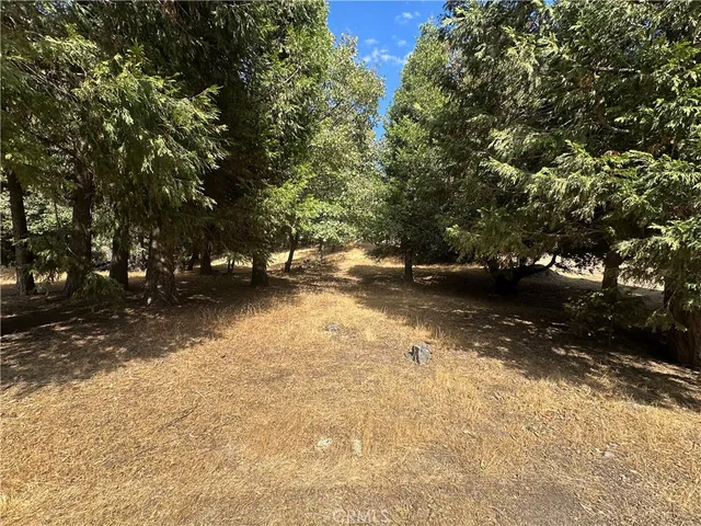 a view of yard with trees