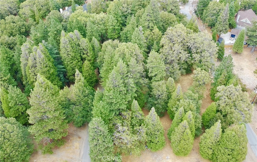 0 Mojave River Road Cedarpines Park, CA 92325 - Photo 4 of 32 a view of a forest with a tree