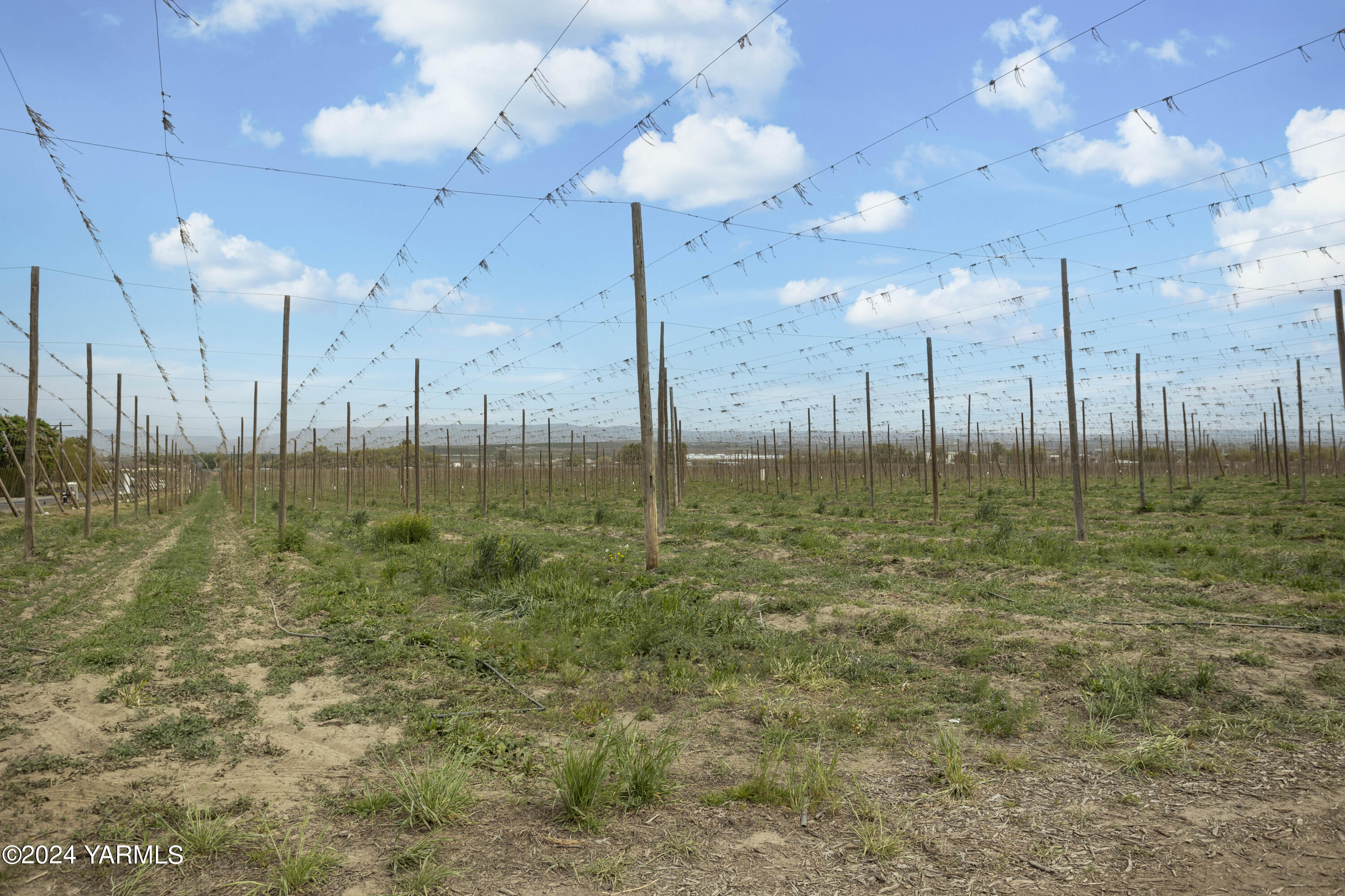 Tbd Tbd Puterbaugh/forsell Road Grandview, WA 98930 - Photo 26 of 36 Puterbaugh 4.24.24 26