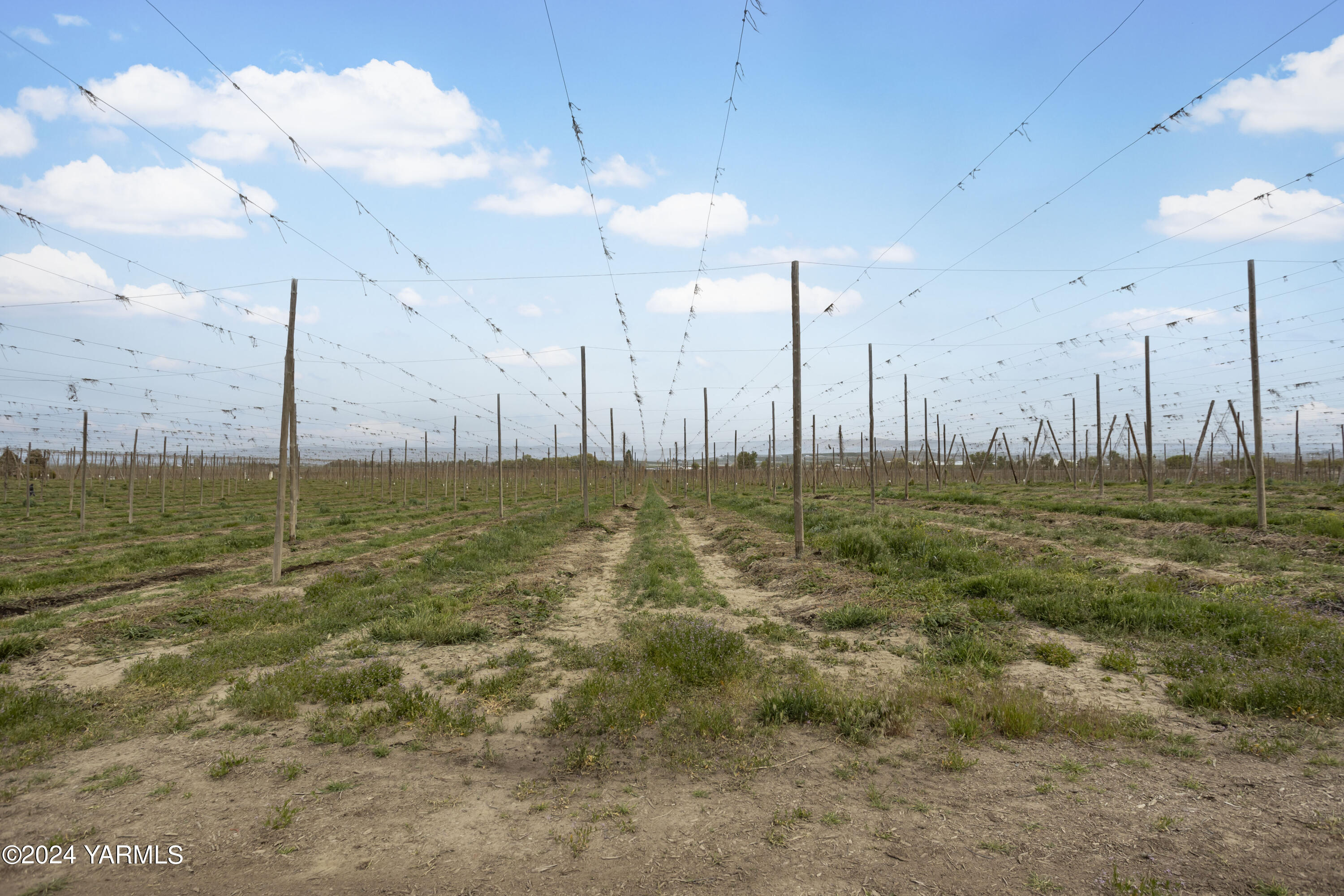 Tbd Tbd Puterbaugh/forsell Road Grandview, WA 98930 - Photo 28 of 36 Puterbaugh 4.24.24 28