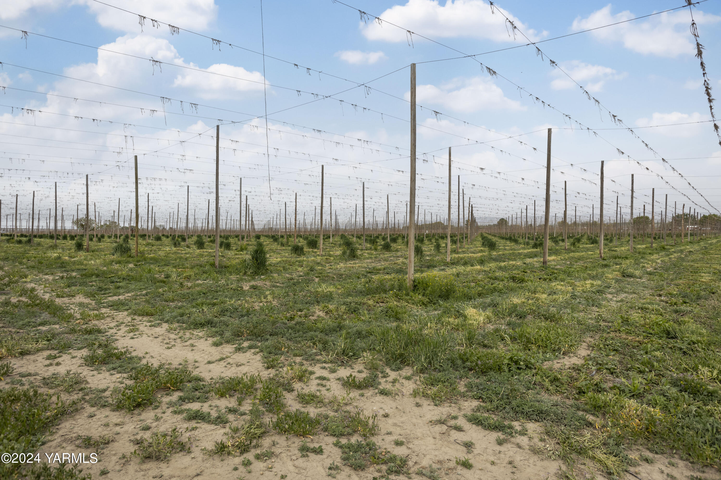 Tbd Tbd Puterbaugh/forsell Road Grandview, WA 98930 - Photo 31 of 36 Puterbaugh 4.24.24 31