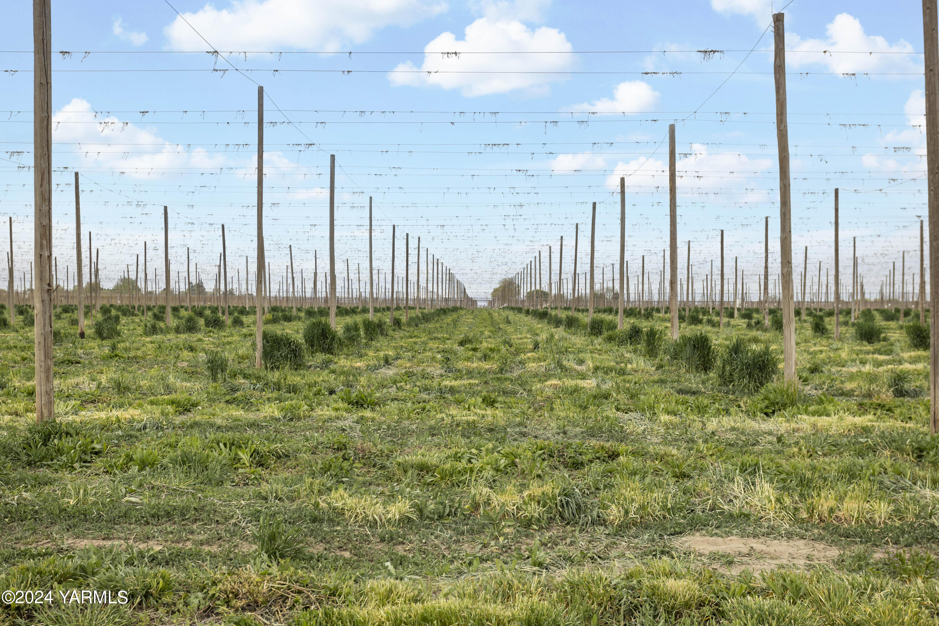 Tbd Tbd Puterbaugh/forsell Road Grandview, WA 98930 - Photo 32 of 36 Puterbaugh 4.24.24 32