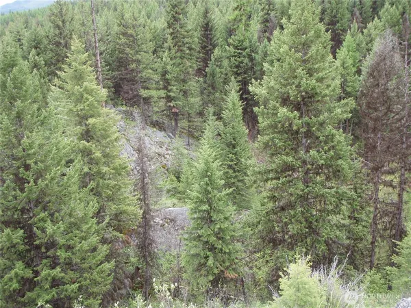 a close view of a forest with a yard