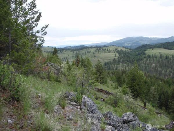 a view of a lush green forest with lots of trees
