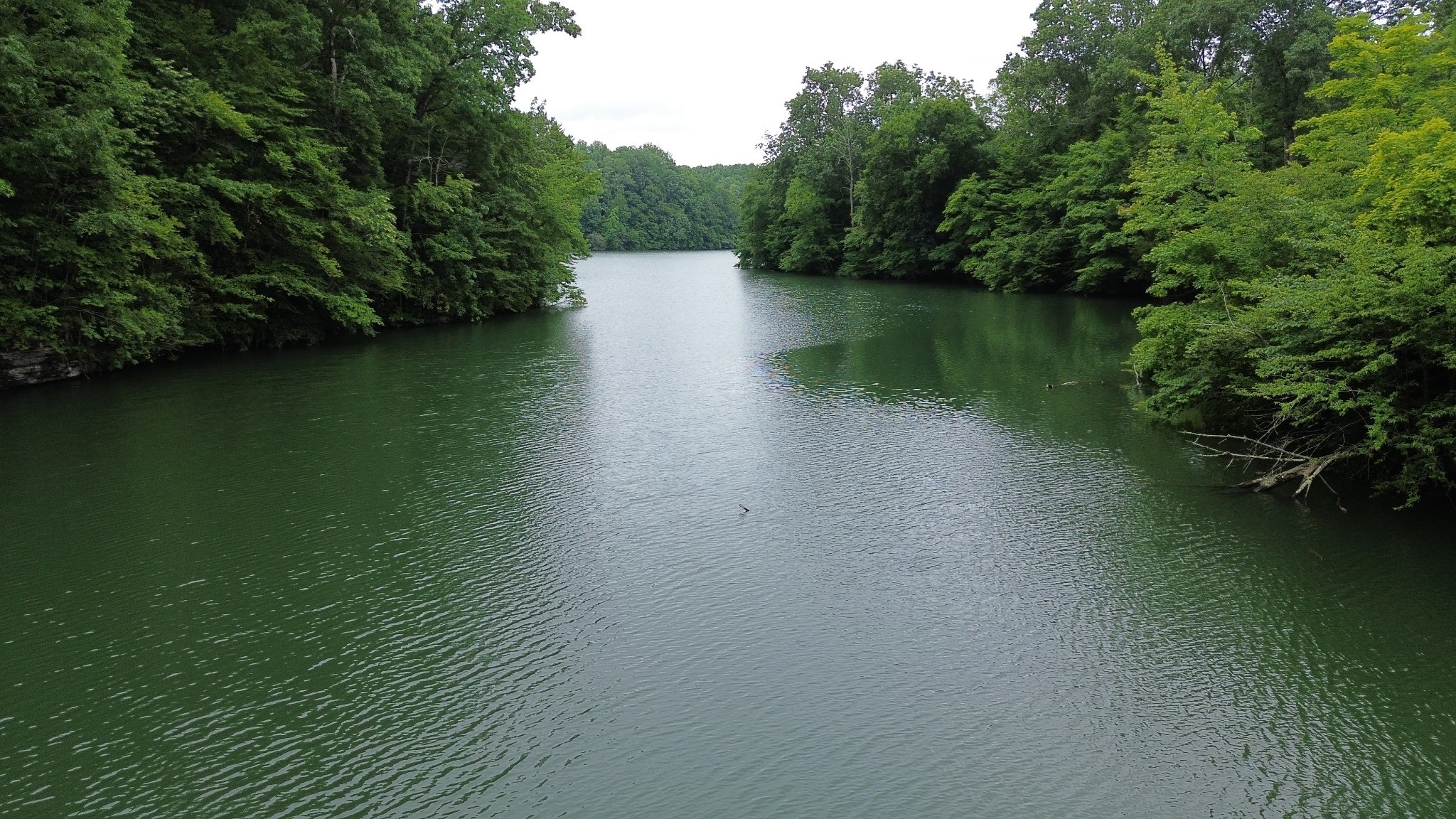 556 Panhead Hollow Road Estill Springs, TN 37330 - Photo 8 of 29