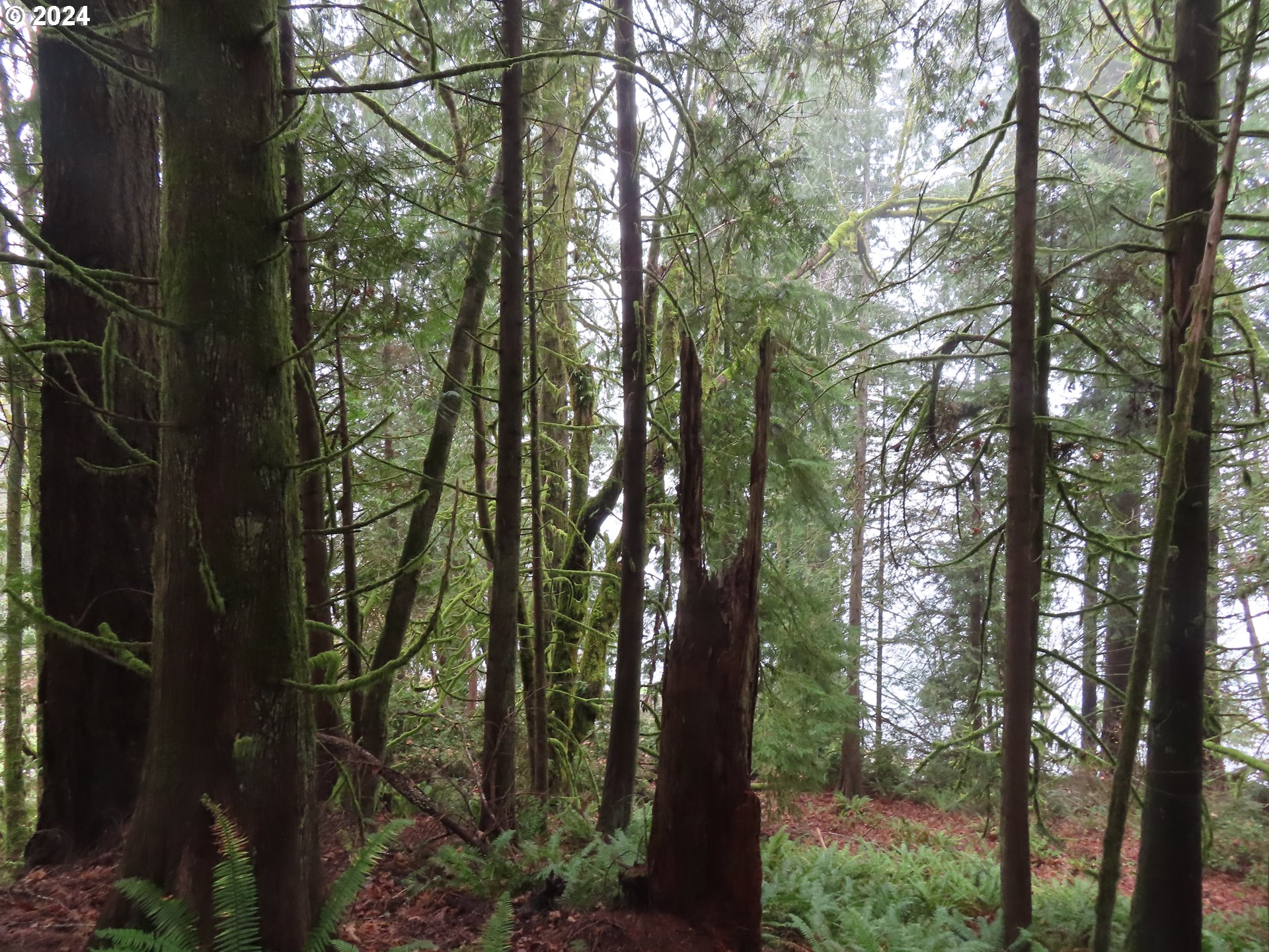 106 State Route, Unit 2 Belfair, WA 98528 - Photo 8 of 21 Gallery Image 8