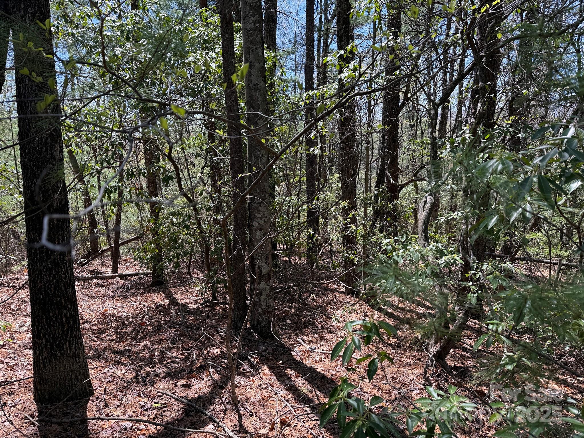 Tbd Casey Mountain Road, Unit 213 Purlear, NC 28665 - Photo 11 of 37