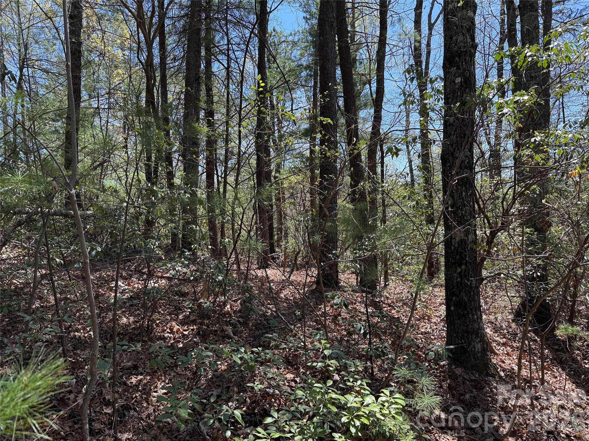 Tbd Casey Mountain Road, Unit 213 Purlear, NC 28665 - Photo 11 of 38