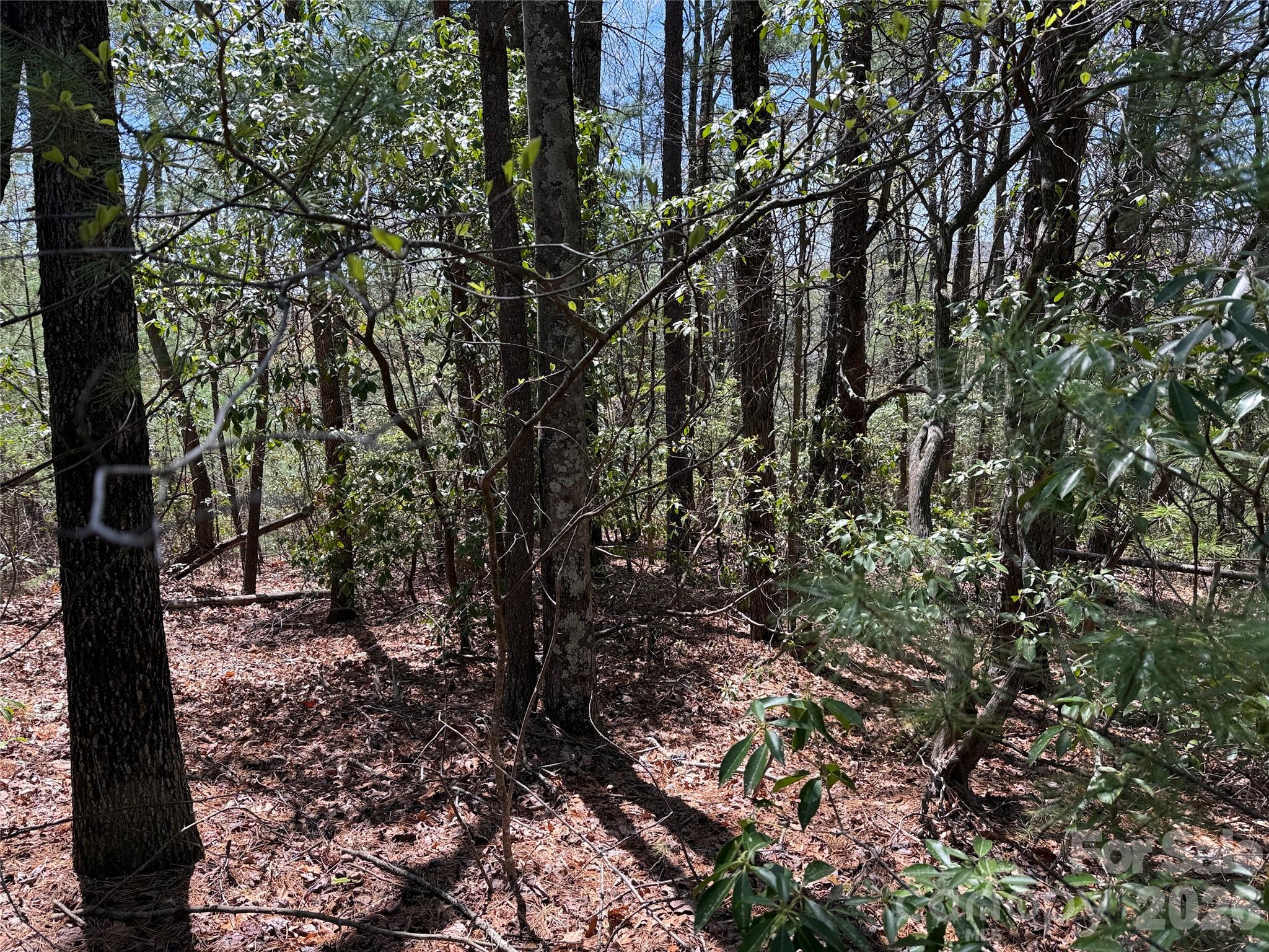 Tbd Casey Mountain Road, Unit 213 Purlear, NC 28665 - Photo 12 of 38