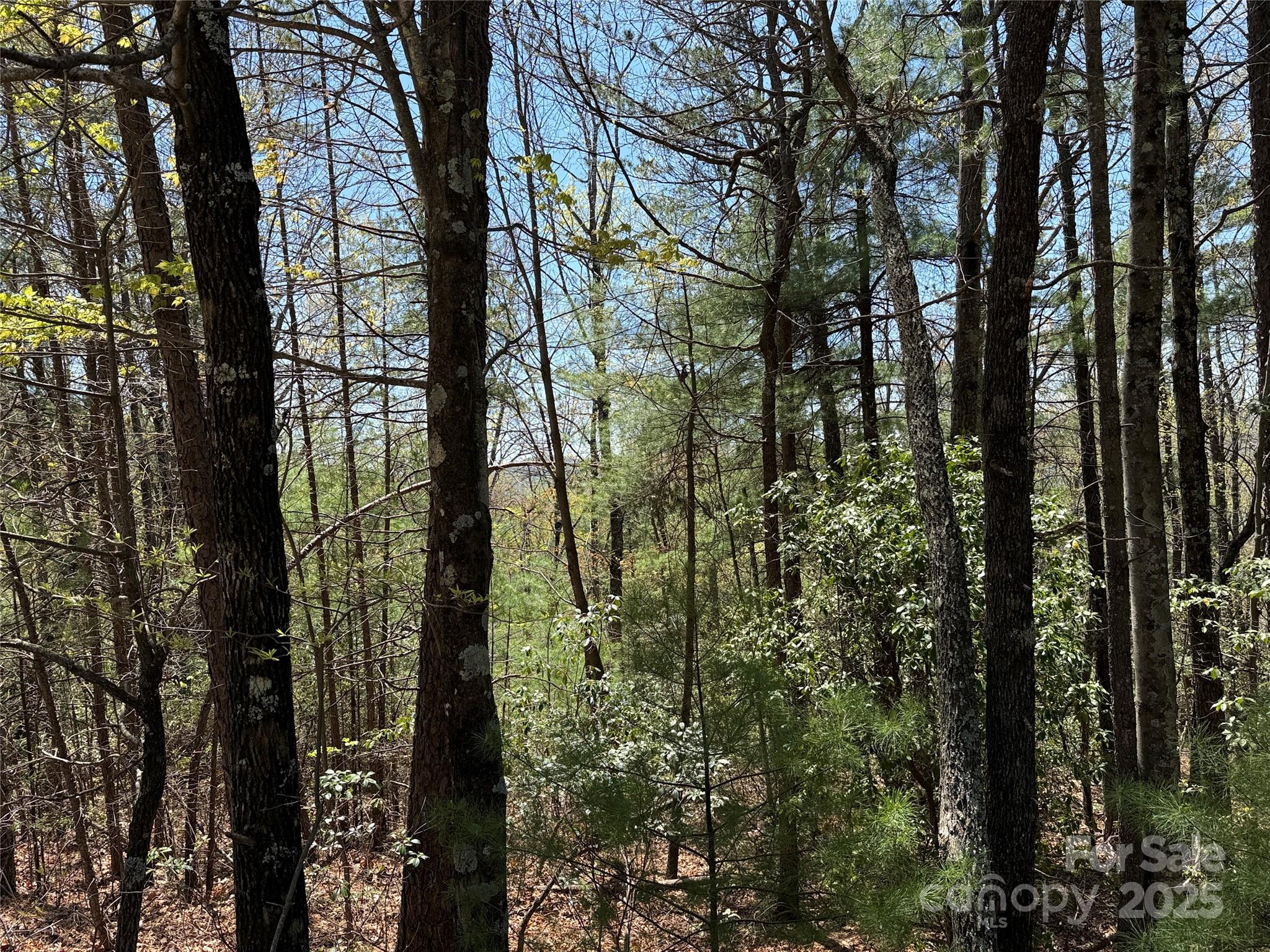 Tbd Casey Mountain Road, Unit 213 Purlear, NC 28665 - Photo 12 of 37