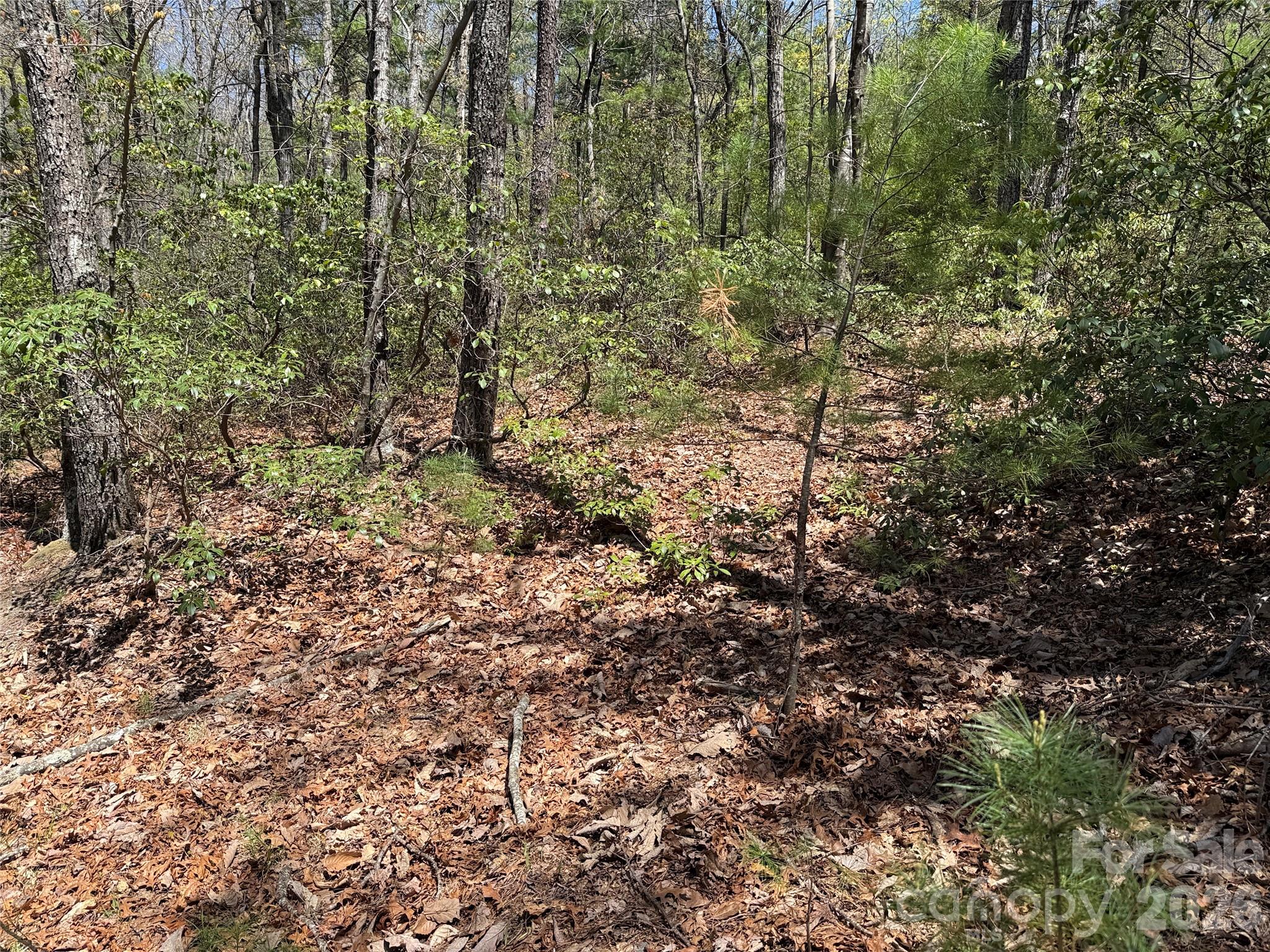 Tbd Casey Mountain Road, Unit 213 Purlear, NC 28665 - Photo 15 of 38