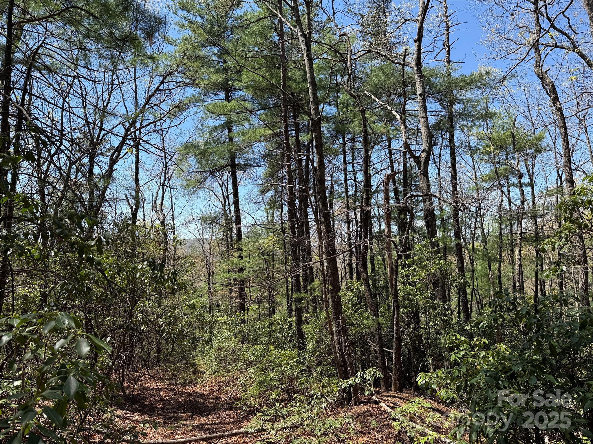 Tbd Casey Mountain Road, Unit 213 Purlear, NC 28665 - Photo 6 of 37