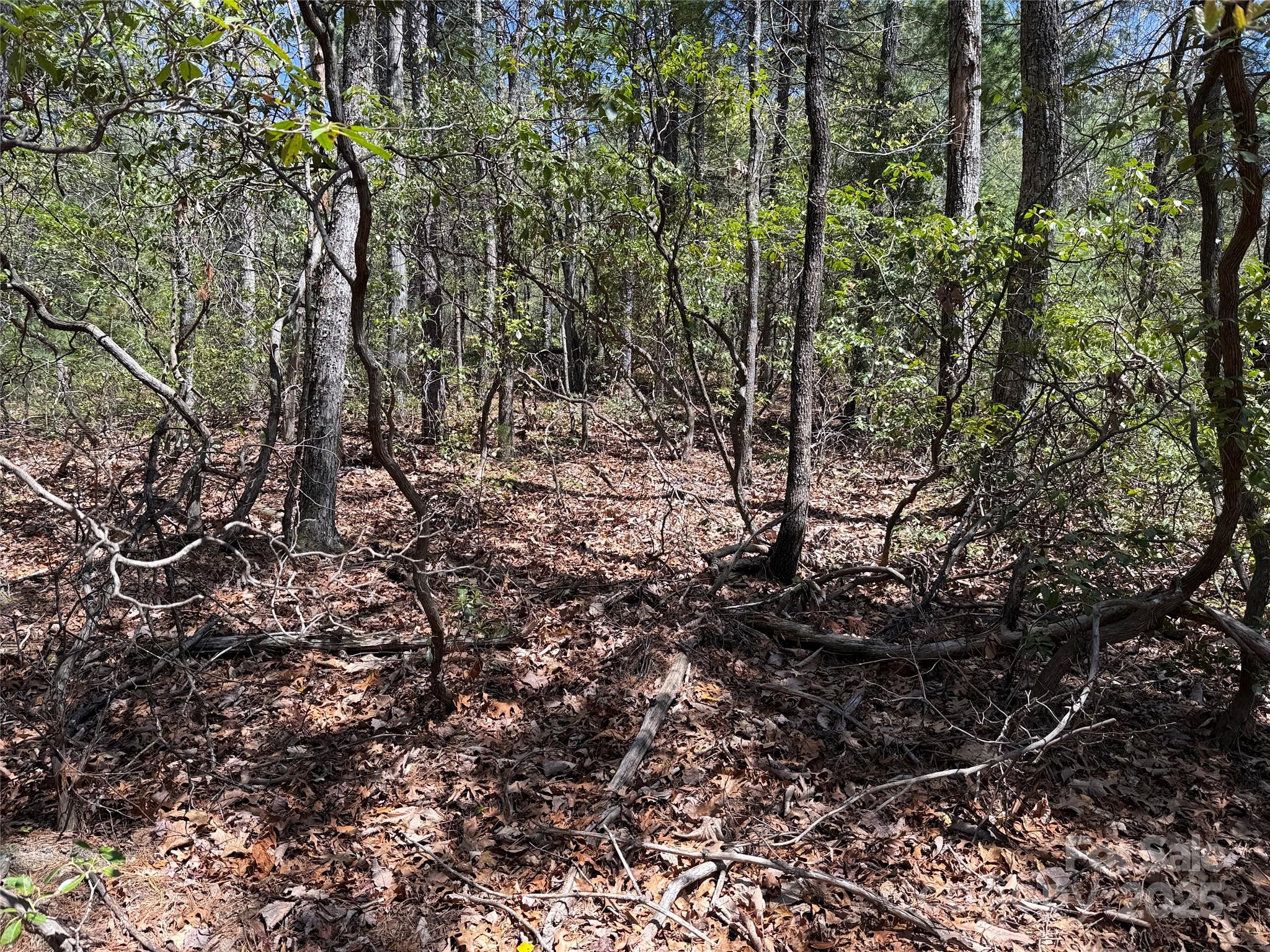 Tbd Casey Mountain Road, Unit 213 Purlear, NC 28665 - Photo 8 of 37