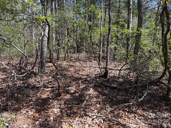 a view of a forest with lots of trees