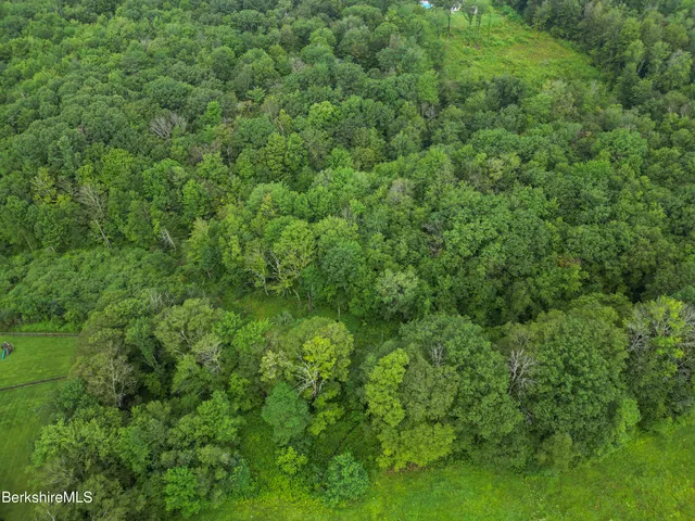 a view of a lush green forest