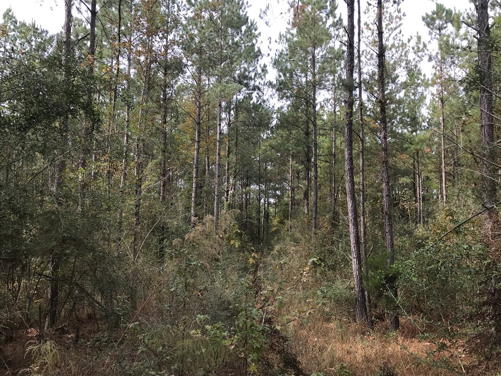20 Bul Tylertown, MS 39667 - Photo 19 of 25 Photo 19