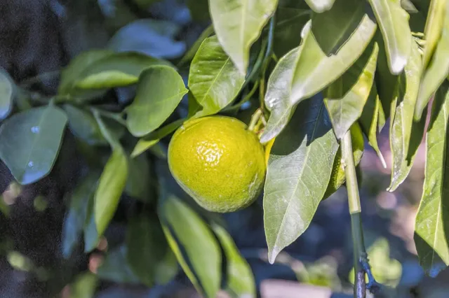 $1,365,999 | 3418 Clemens Way, Sacramento, CA 95864