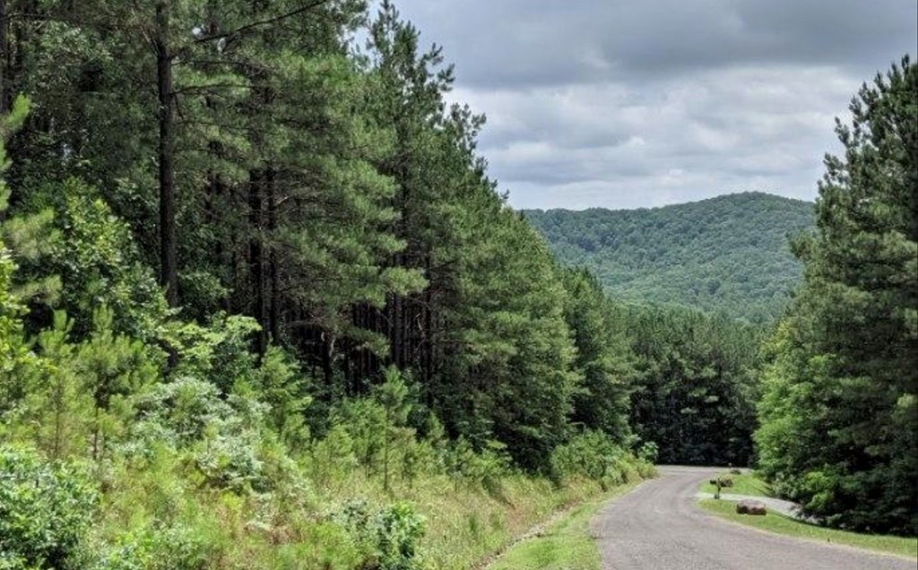 Lot 6 Black Bear Ridge Road Ellijay, GA 30536 - Photo 16 of 19 Gallery Image 16