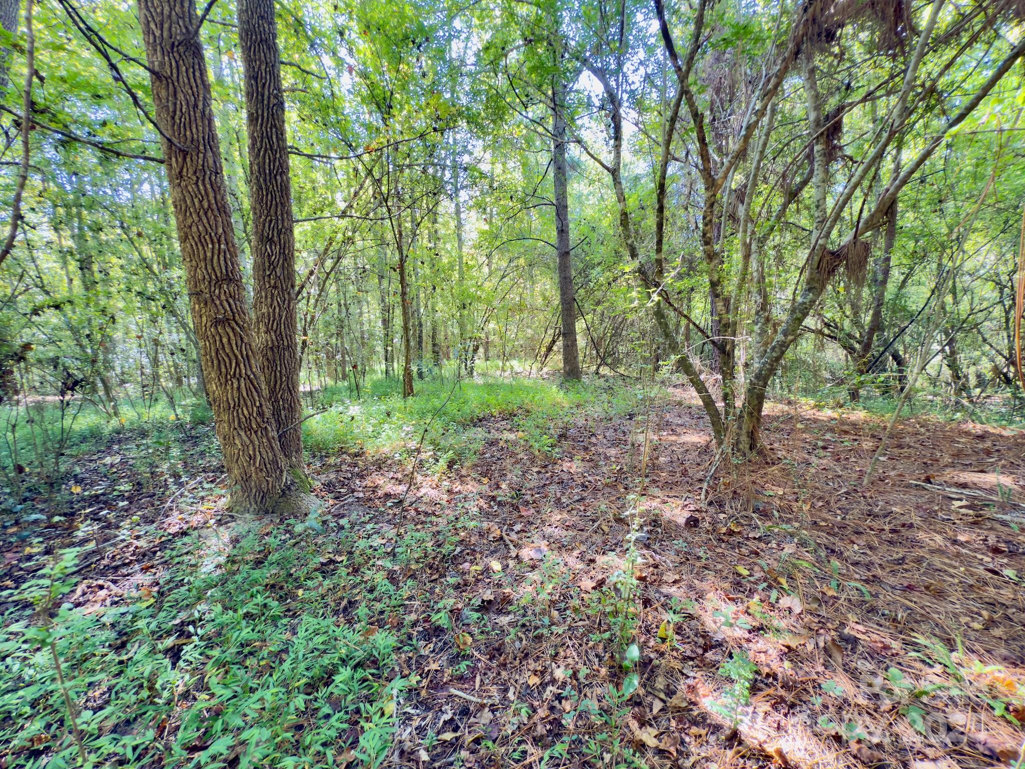 1788 Sandhill Game Management Road Rockingham, NC 28379 - Photo 19 of 37 Gallery Image 19