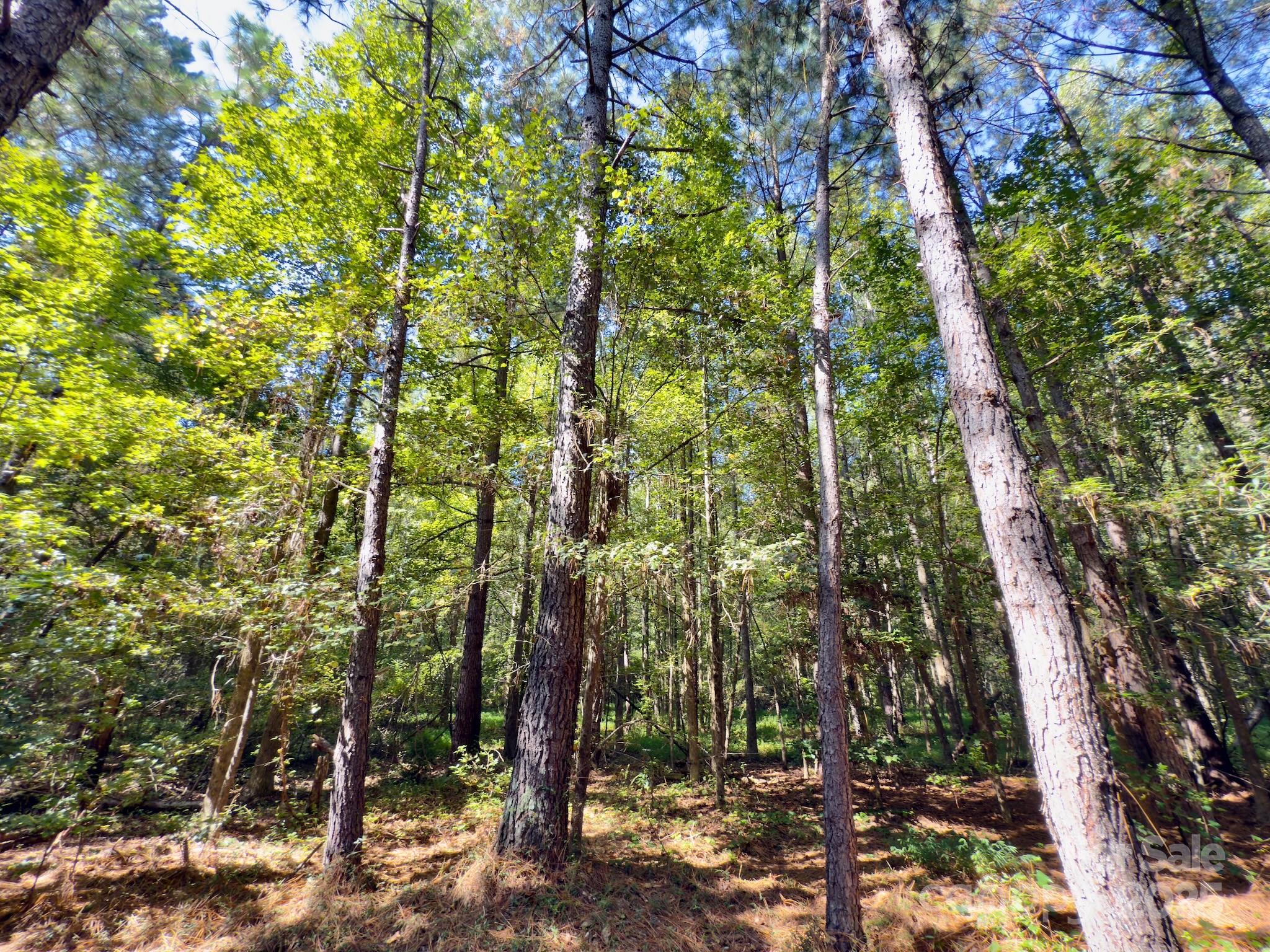 1788 Sandhill Game Management Road Rockingham, NC 28379 - Photo 26 of 37 Gallery Image 26