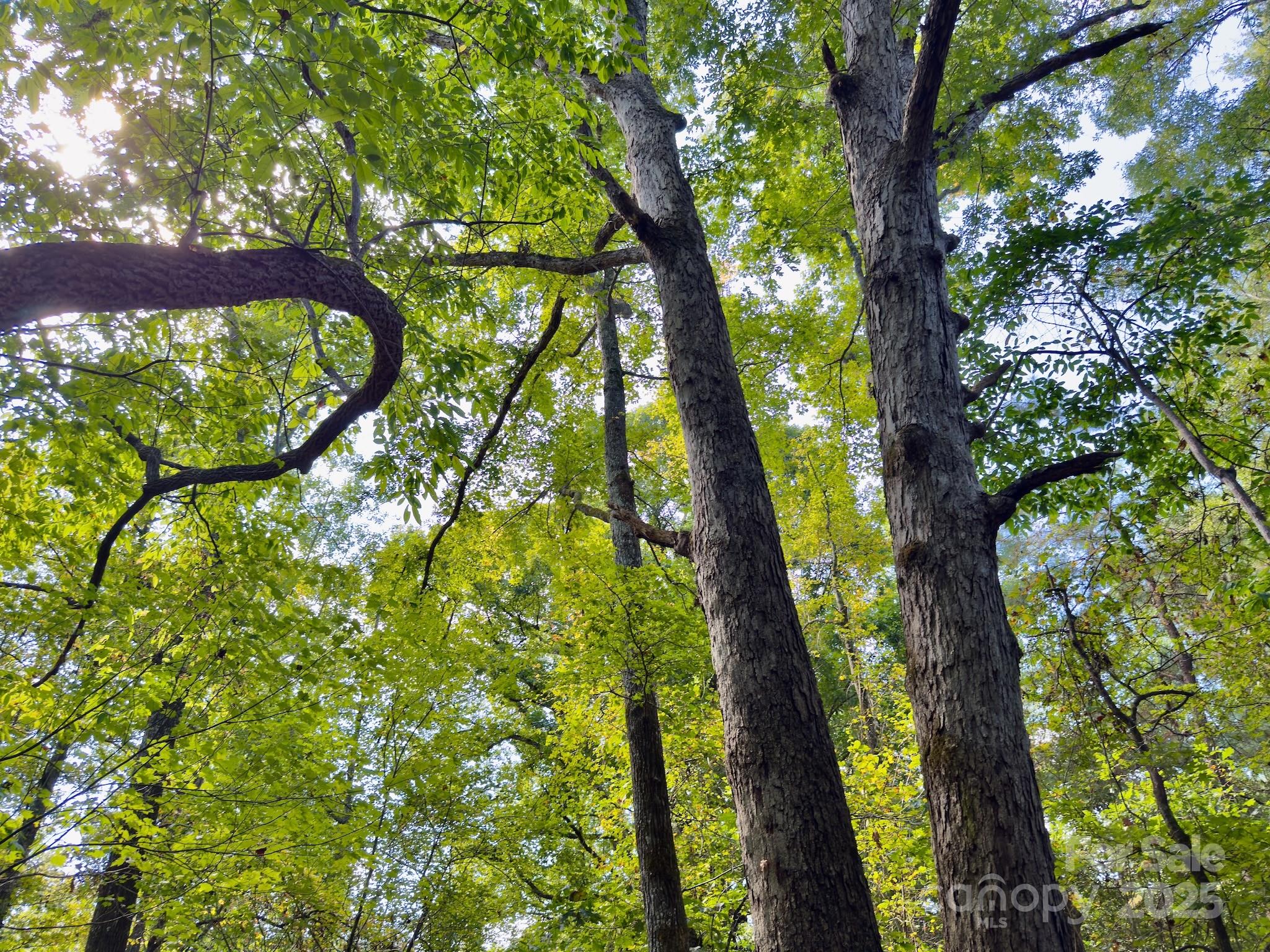 1788 Sandhill Game Management Road Rockingham, NC 28379 - Photo 31 of 37 Gallery Image 31