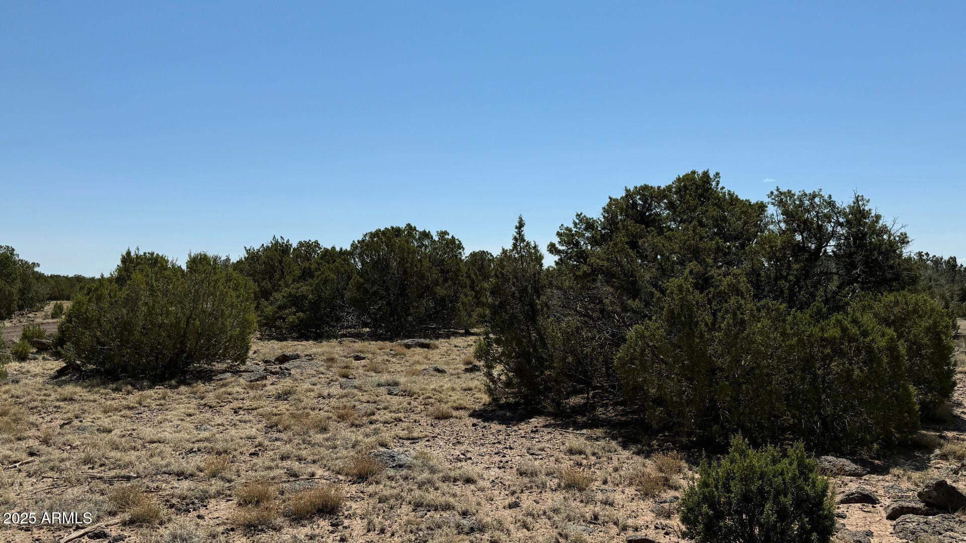 0 Colts Way, Unit 2005 Snowflake, AZ 85937 - Photo 6 of 8 a view of a yard with a tree