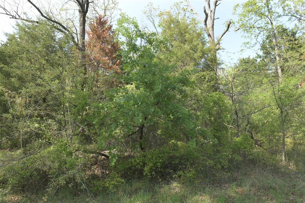 1366 Utopia Road Tool, TX 75143 - Photo 18 of 26 a view of a forest with lush green forest