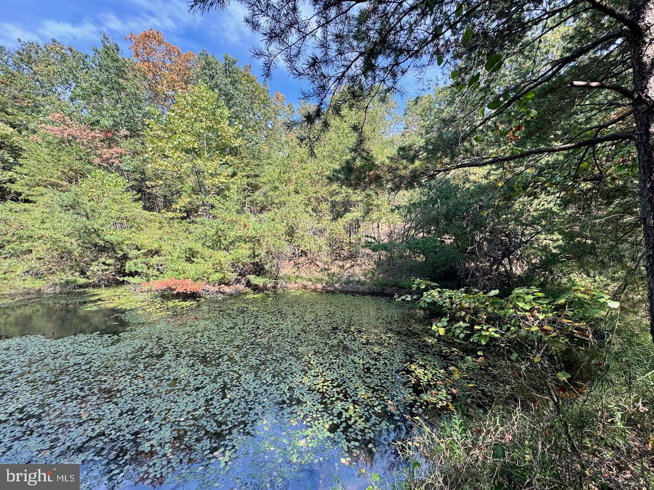 Easter Ridge Lane Winchester, VA 22603 - Photo 11 of 13 a view of a yard with a tree