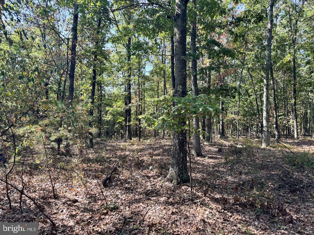 Easter Ridge Lane Winchester, VA 22603 - Photo 4 of 13 a big yard with lots of trees