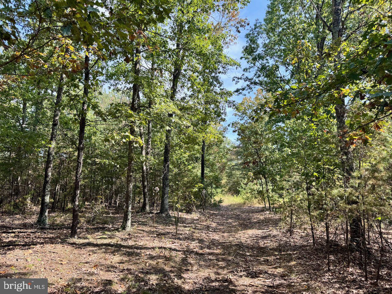 Easter Ridge Lane Winchester, VA 22603 - Photo 5 of 13 a view of a trees with a tree