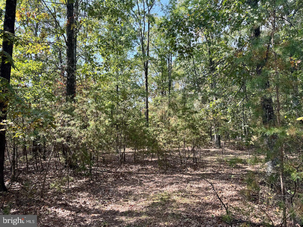 Easter Ridge Lane Winchester, VA 22603 - Photo 6 of 13 a view of a yard with a tree