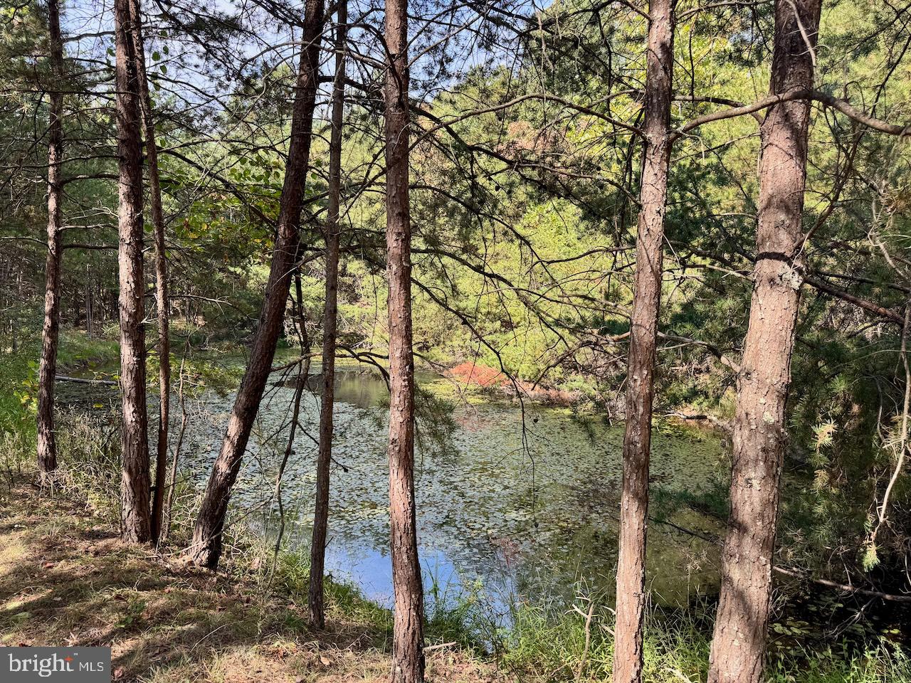 Easter Ridge Lane Winchester, VA 22603 - Photo 8 of 13 a backyard of a house with lots of trees