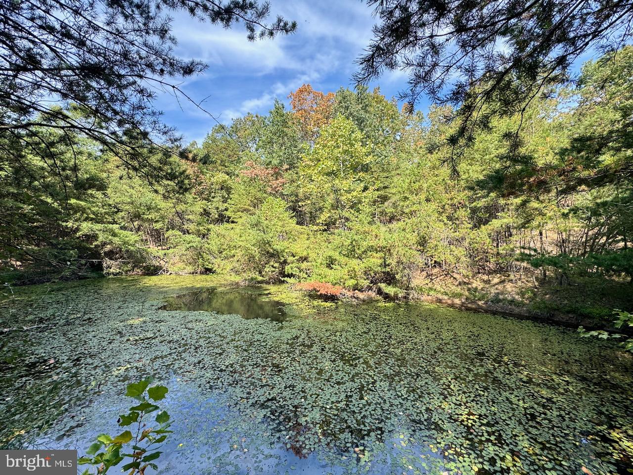 Easter Ridge Lane Winchester, VA 22603 - Photo 9 of 13 a view of a garden with plants