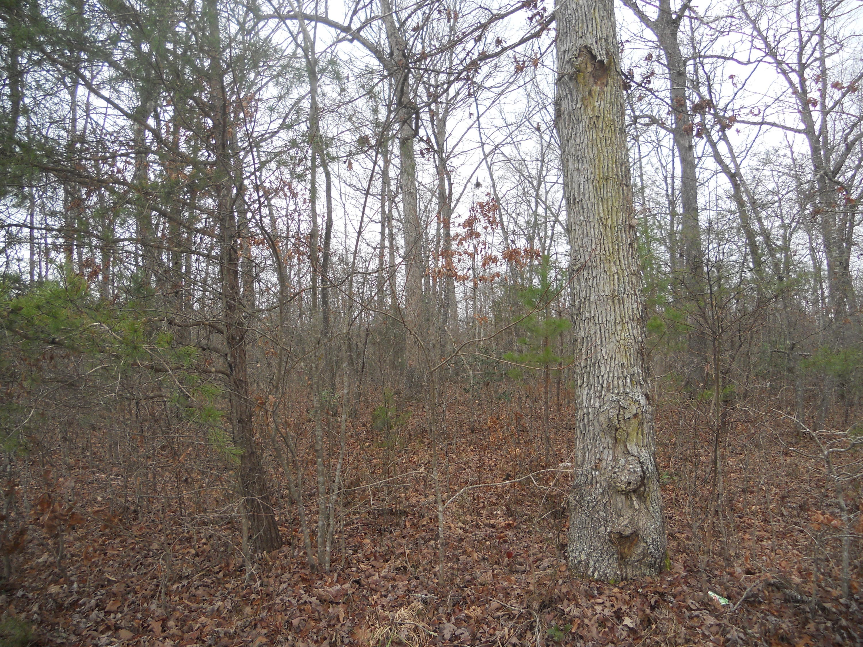Oscar Taylor Road Allardt, TN 38504 - Photo 3 of 4 DSCN4363