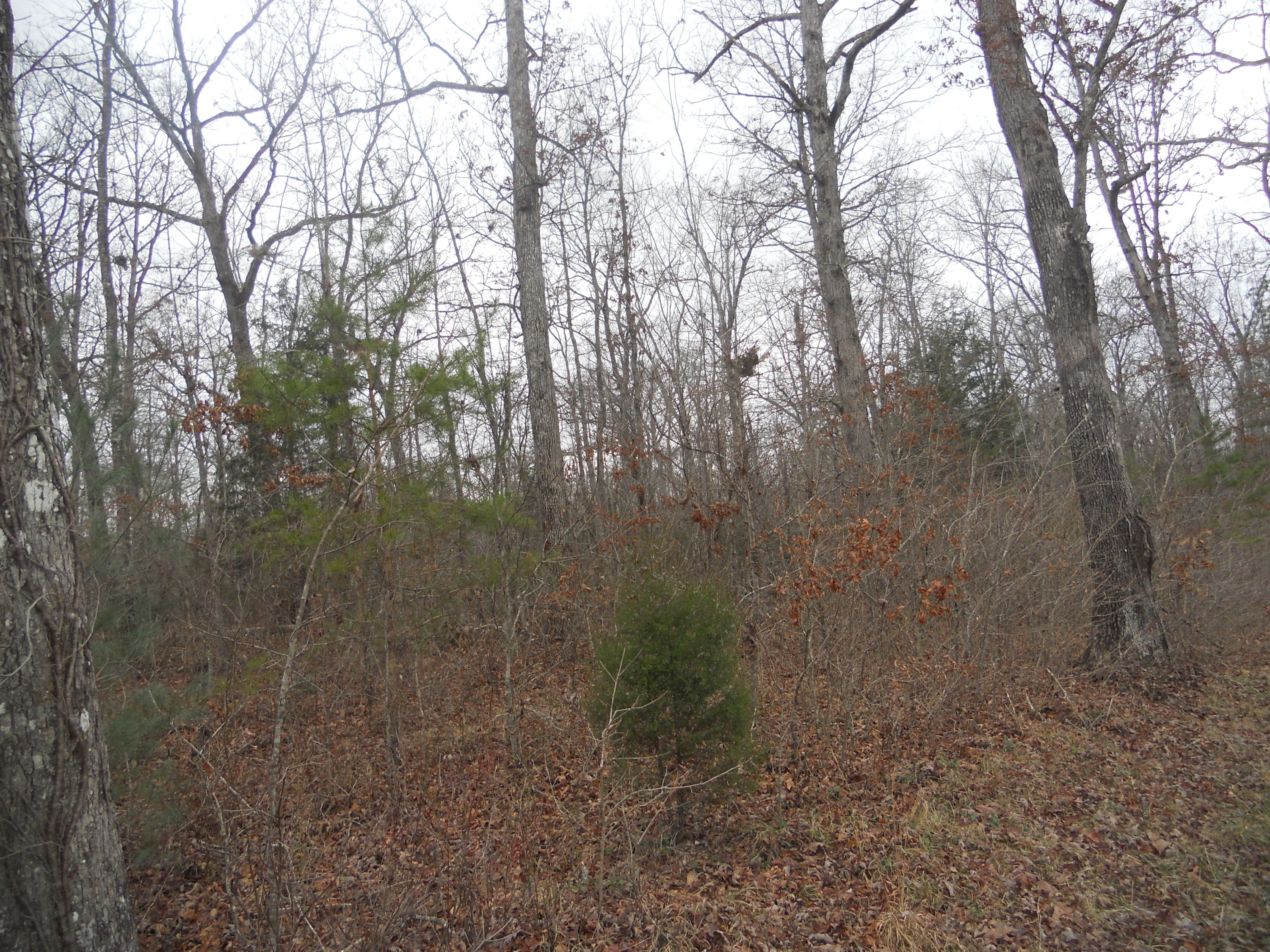Oscar Taylor Road Allardt, TN 38504 - Photo 4 of 4 DSCN4364