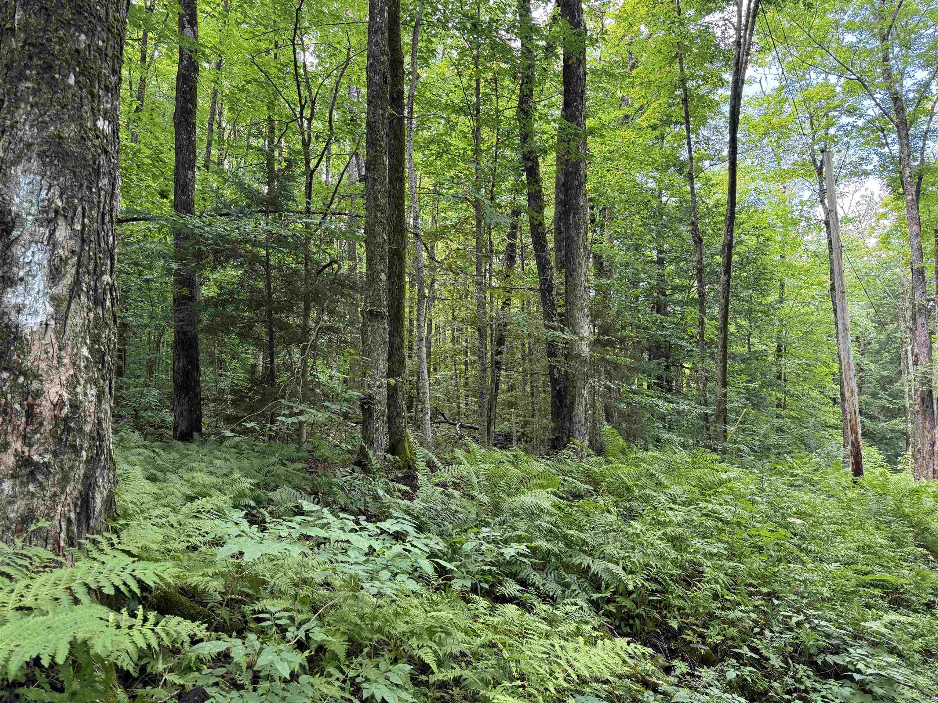 176 Button Hill Road Shrewsbury, VT 05738 - Photo 1 of 12