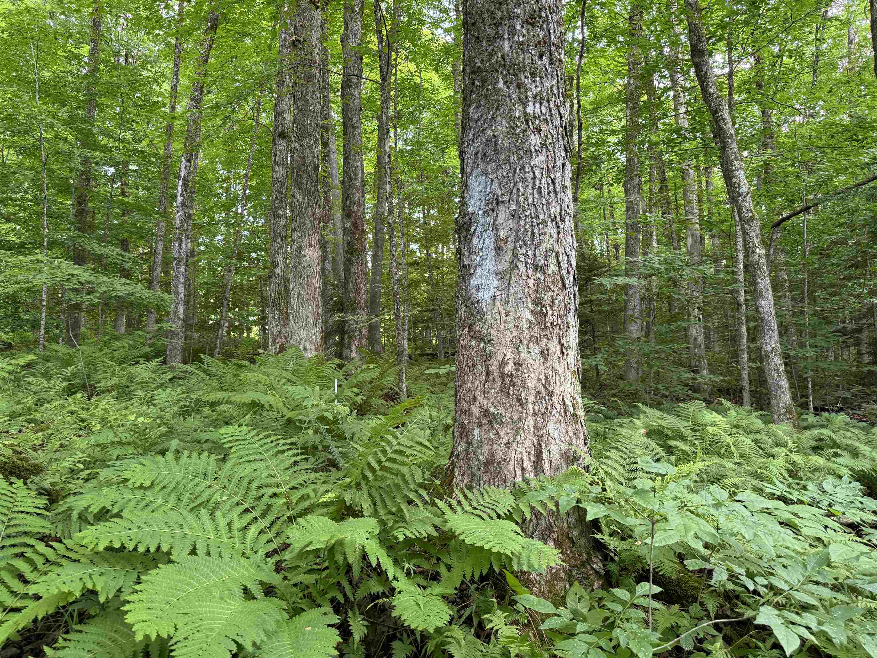 176 Button Hill Road Shrewsbury, VT 05738 - Photo 11 of 12