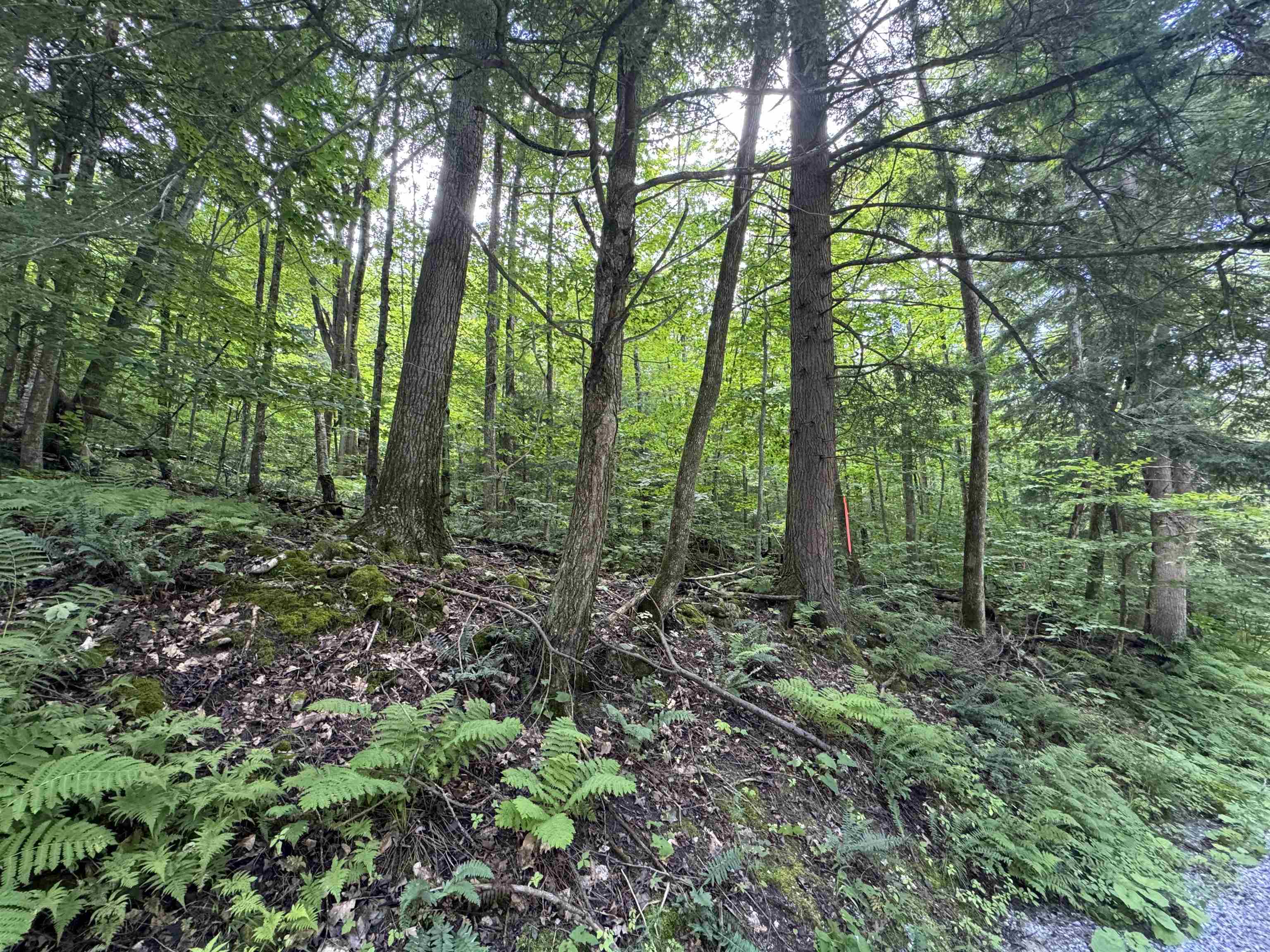 176 Button Hill Road Shrewsbury, VT 05738 - Photo 7 of 12