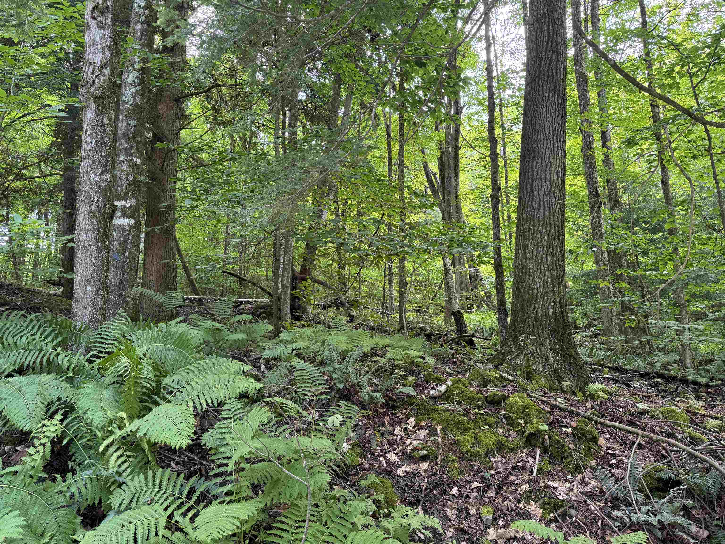 176 Button Hill Road Shrewsbury, VT 05738 - Photo 8 of 12