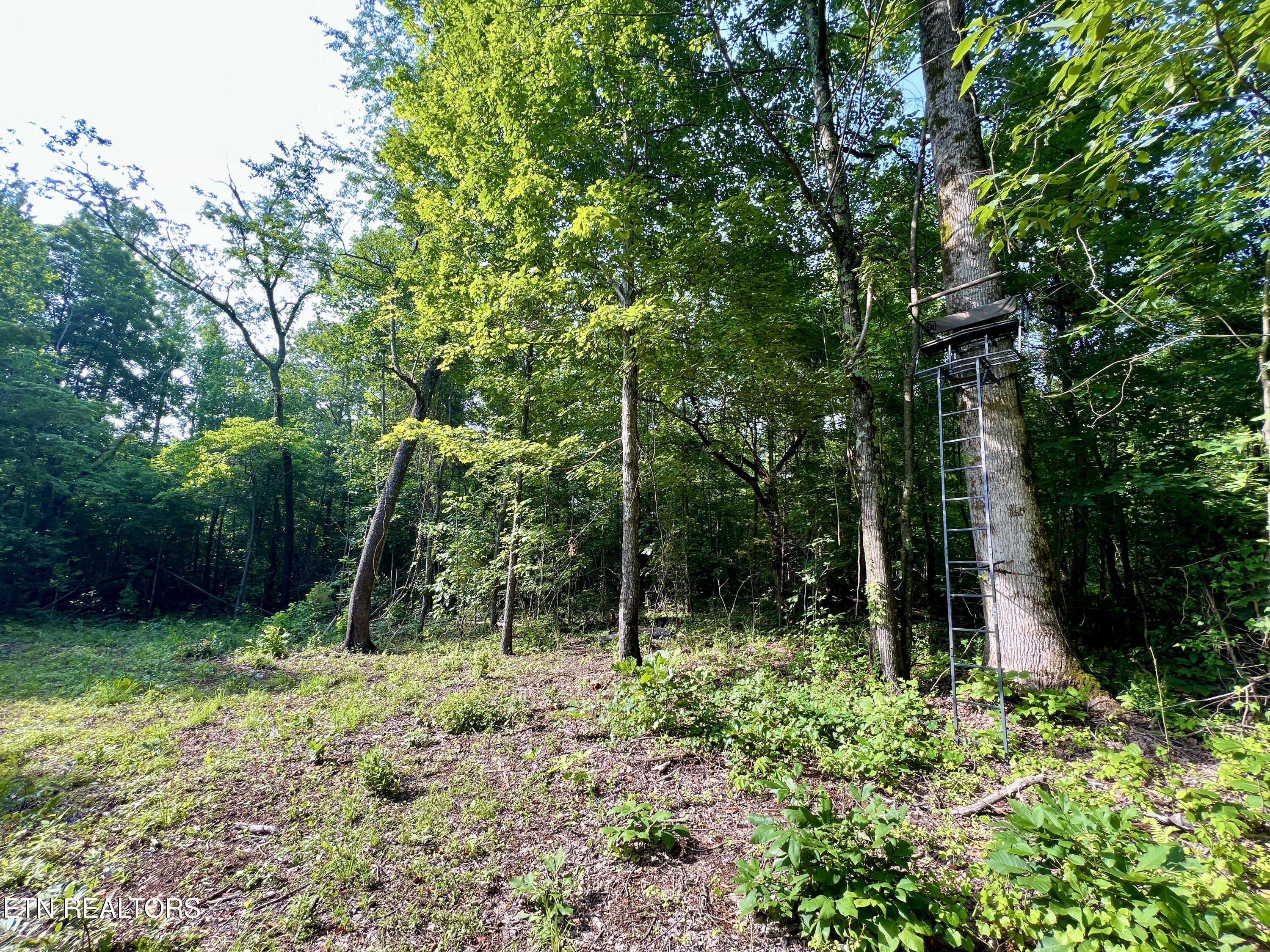 Ridge Road Decatur, TN 37322 - Photo 15 of 60 15