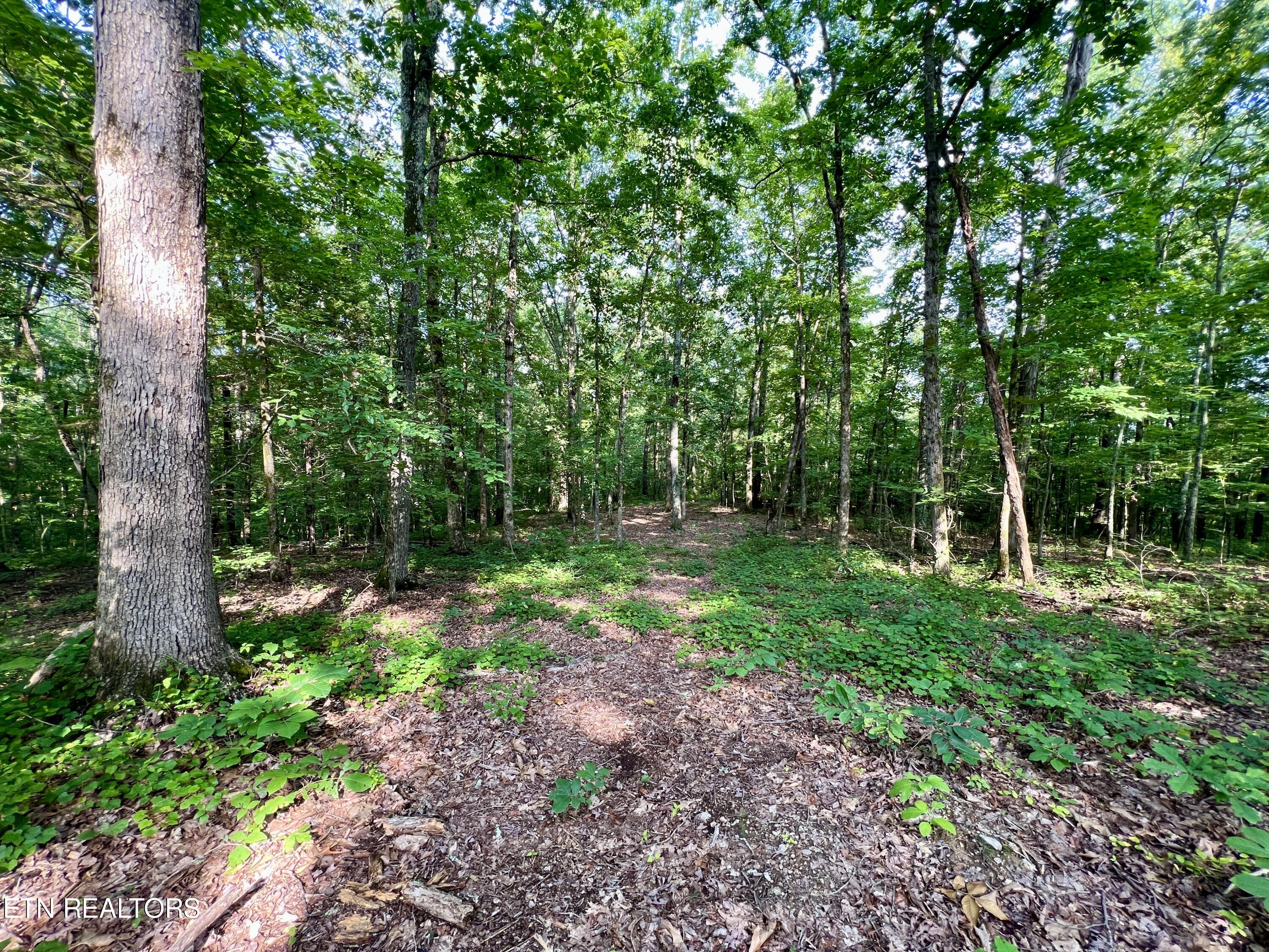 Ridge Road Decatur, TN 37322 - Photo 19 of 60 19