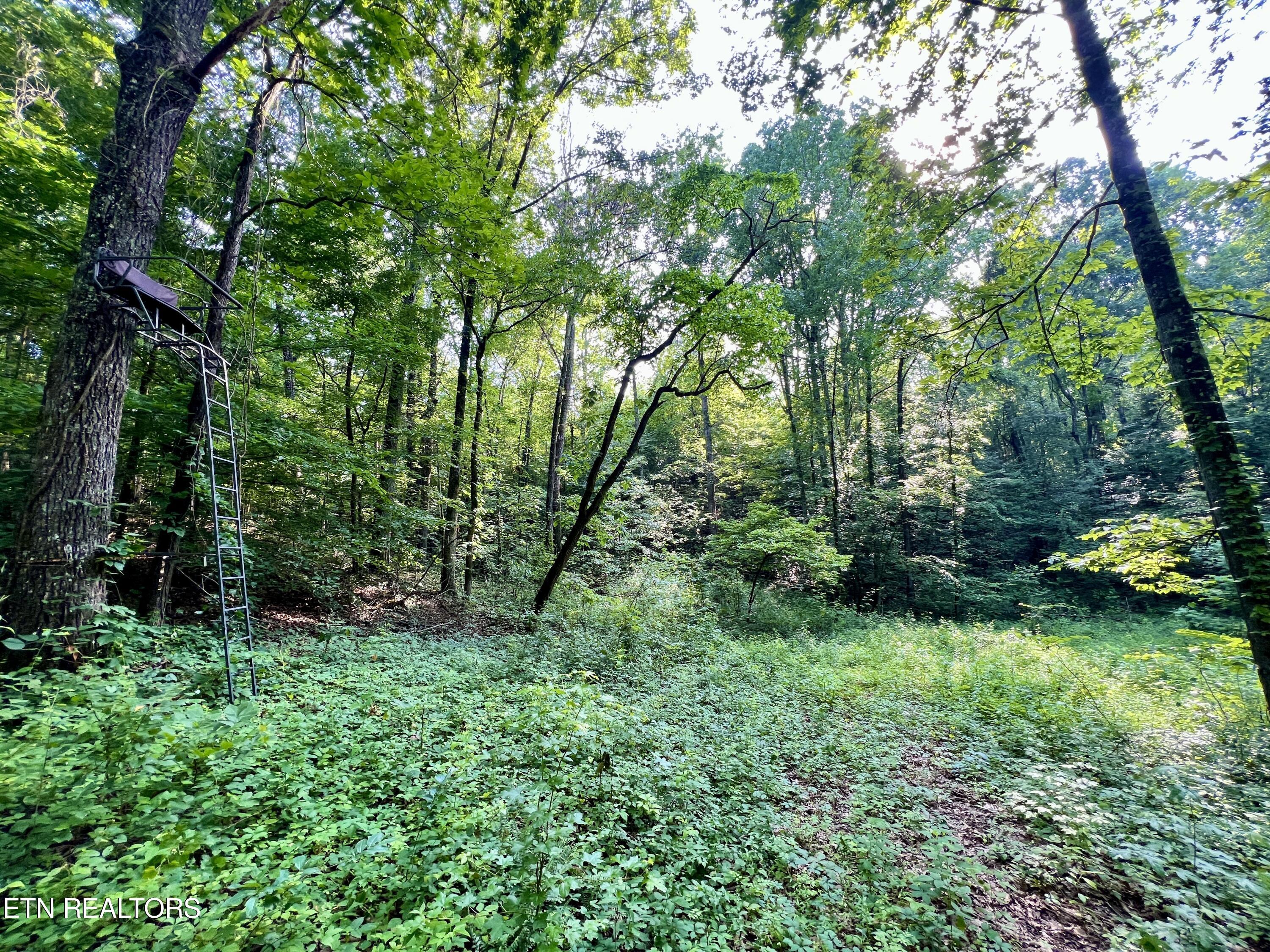 Ridge Road Decatur, TN 37322 - Photo 21 of 60 21