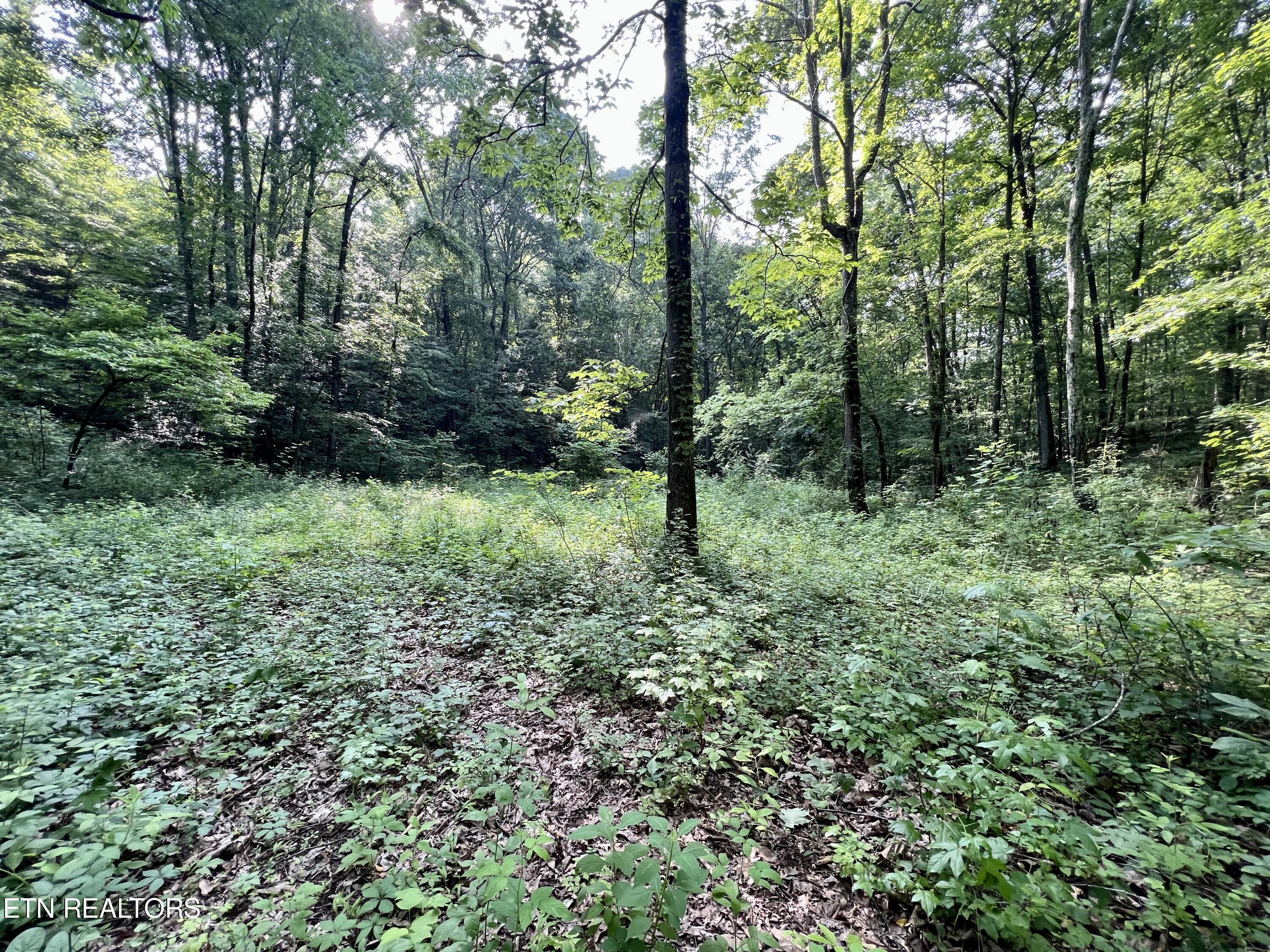 Ridge Road Decatur, TN 37322 - Photo 22 of 60 22