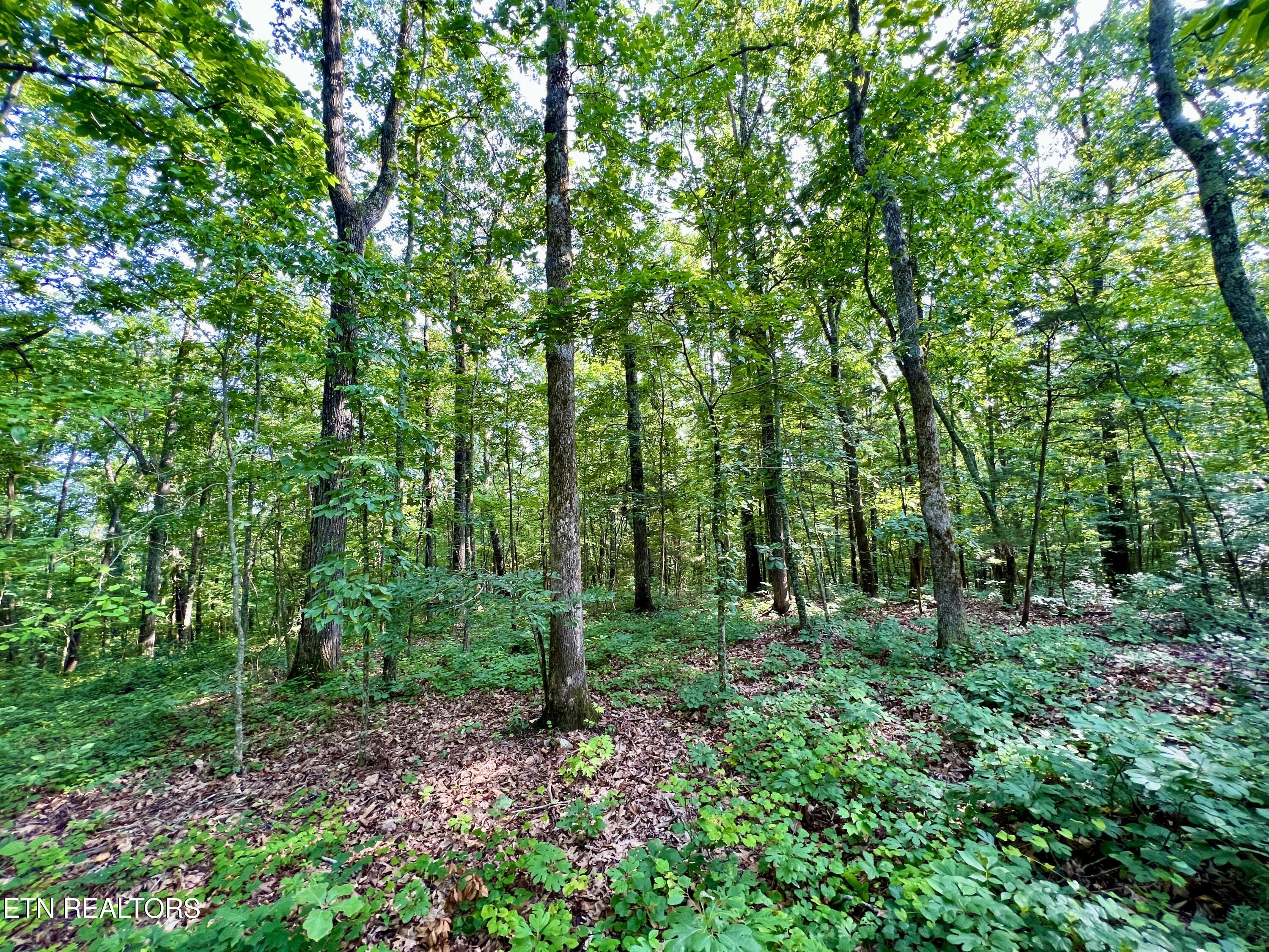 Ridge Road Decatur, TN 37322 - Photo 32 of 60 33