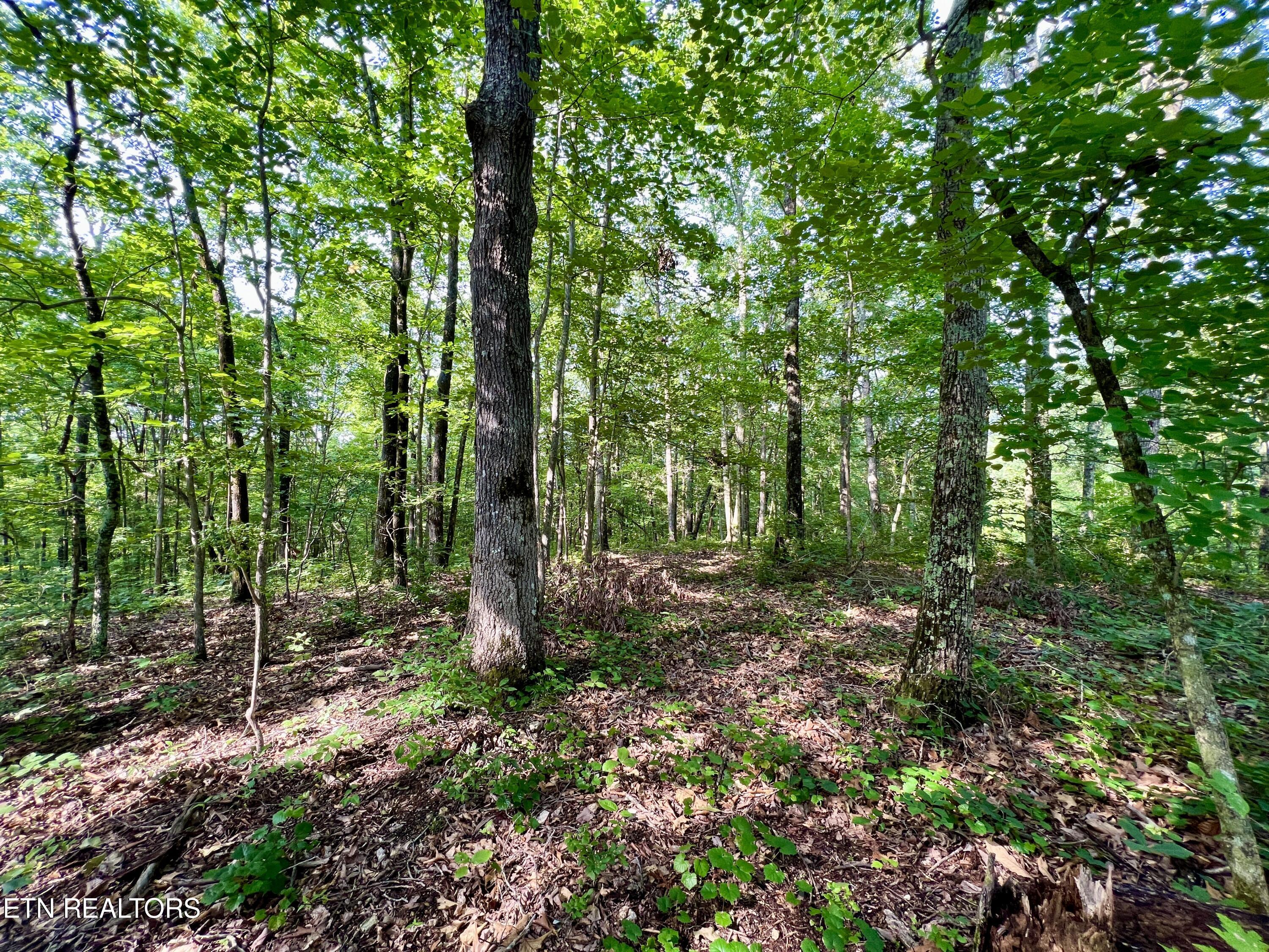 Ridge Road Decatur, TN 37322 - Photo 33 of 60 34