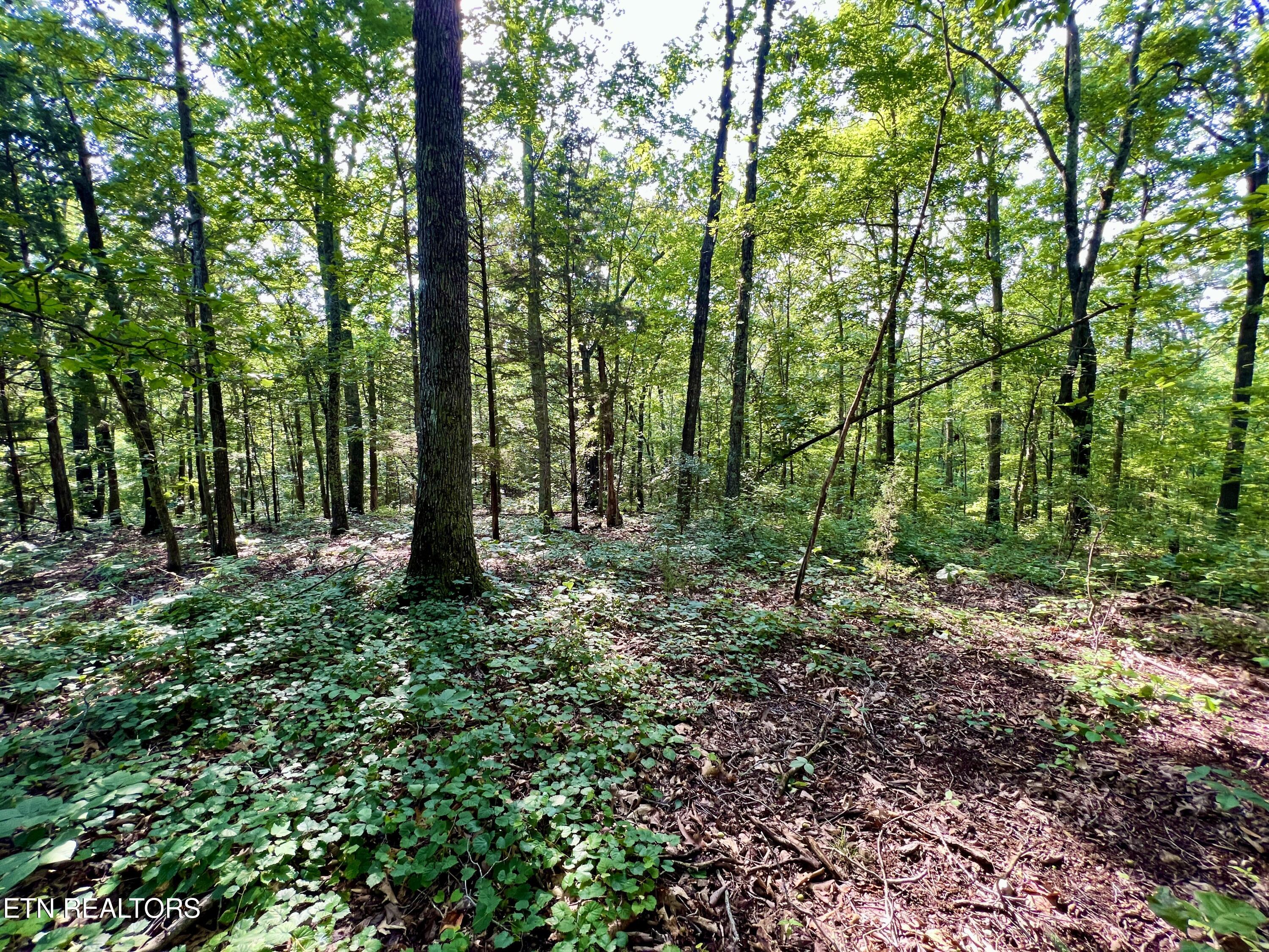 Ridge Road Decatur, TN 37322 - Photo 34 of 60 35