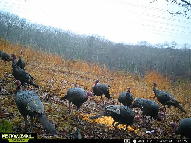 Ridge Road Decatur, TN 37322 - Photo 57 of 60 810399e7-973c-4362-94c1-a1ca7e73e708