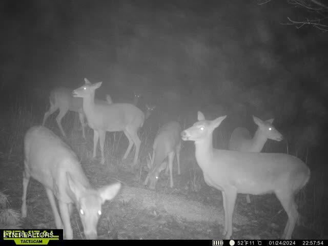 Ridge Road Decatur, TN 37322 - Photo 58 of 60 a92f52cb-70a0-43d1-9a3a-41aade09480c