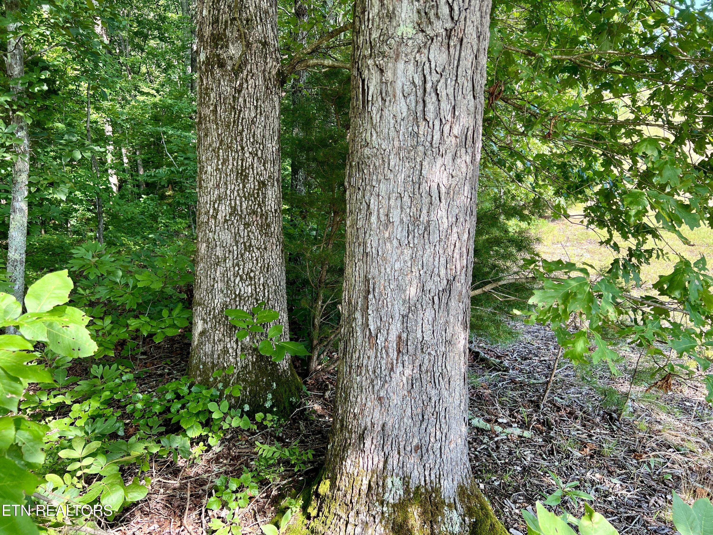 Ridge Road Decatur, TN 37322 - Photo 9 of 60 9