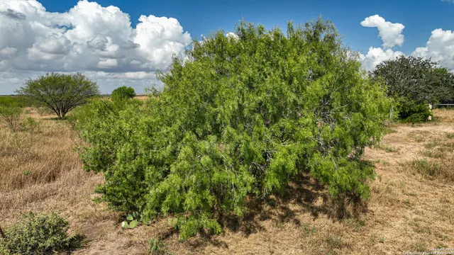 a view of outdoor space with plants and tree